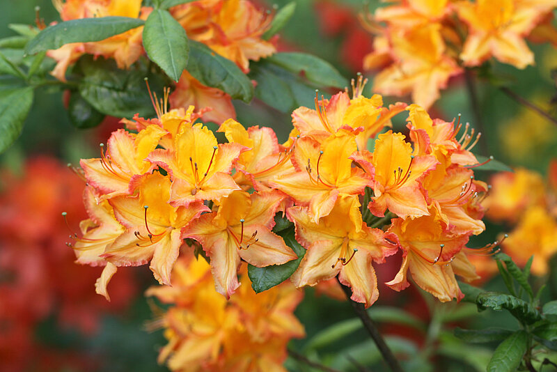 Seven new rhododendron cultivars have been created in our nursery